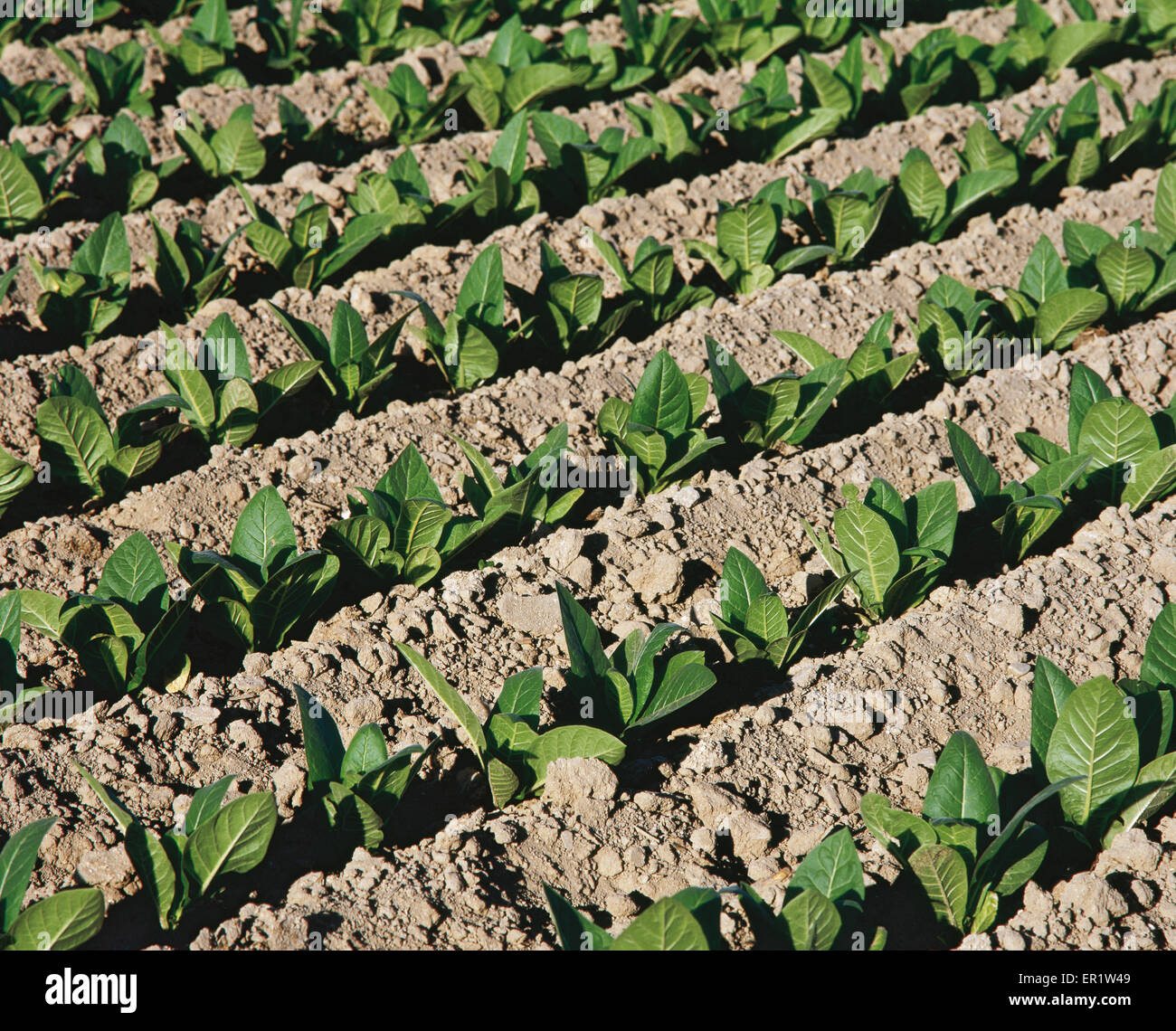 Tobacco plants. Cultivation. Jarandilla de la Vera. Extremadura. Spain. Stock Photo