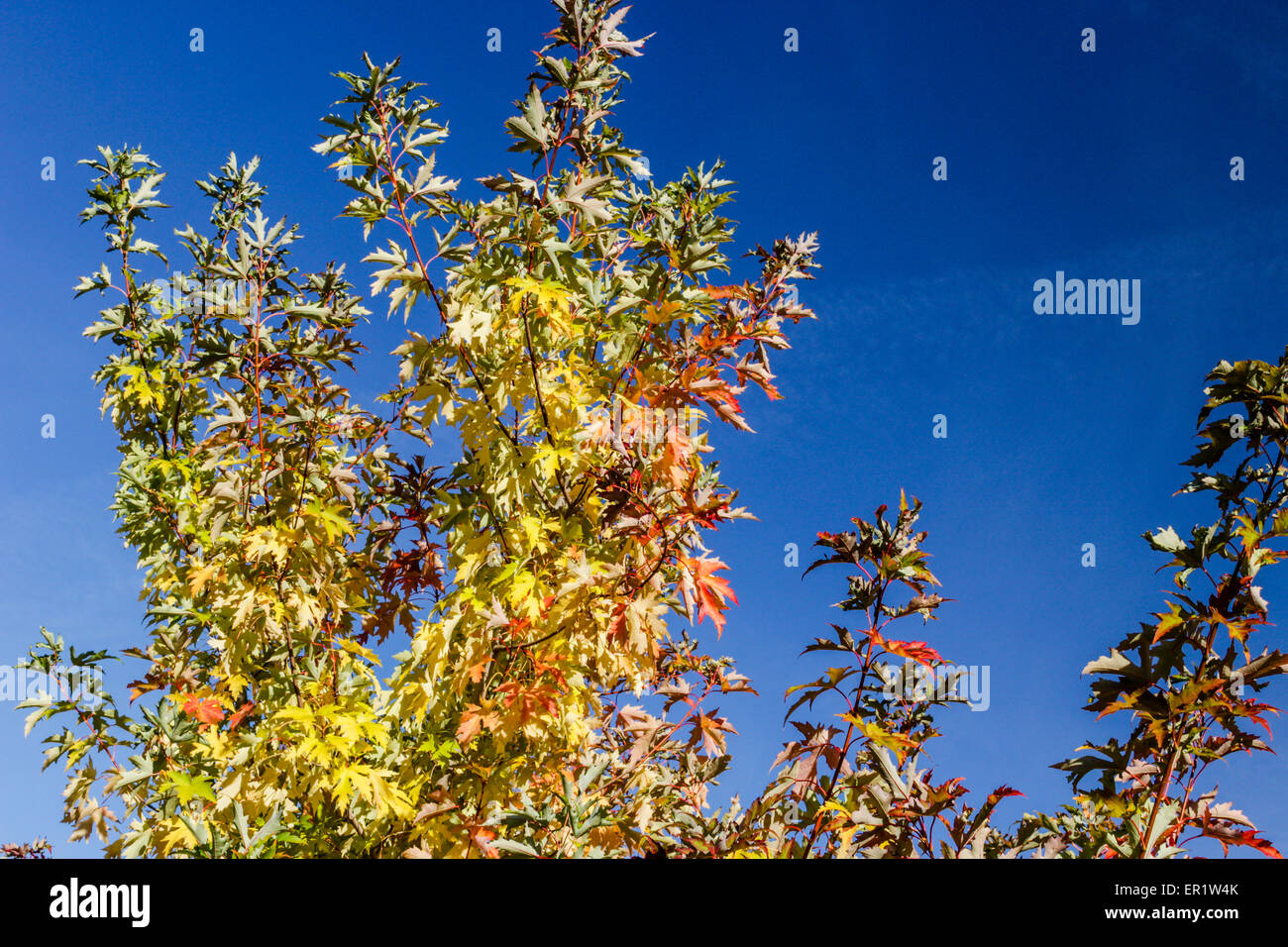 A closeup of a yellow maple leaf among other leaves in Autumn Stock ...