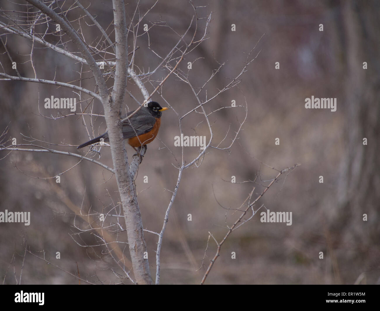 Spring migration at the Park Stock Photo - Alamy