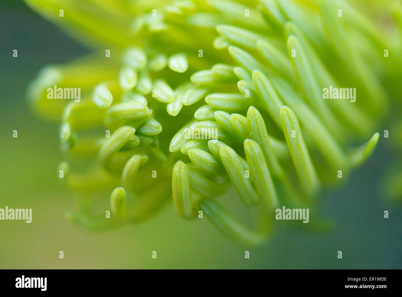 close up young needles of Abies concolor Stock Photo
