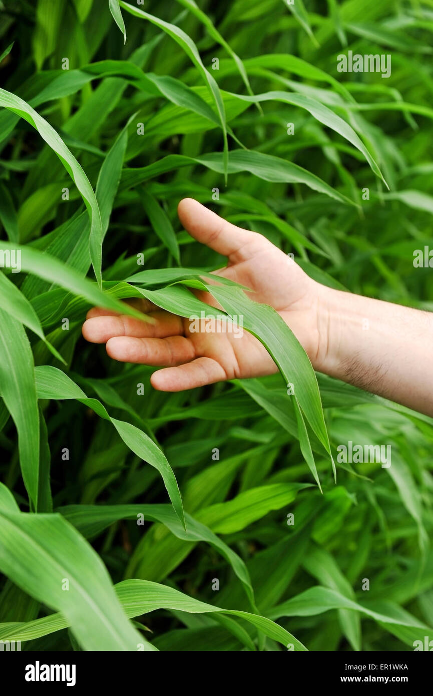 Detail shot with a man's hand holding a green corn leaf in a corn field Stock Photo