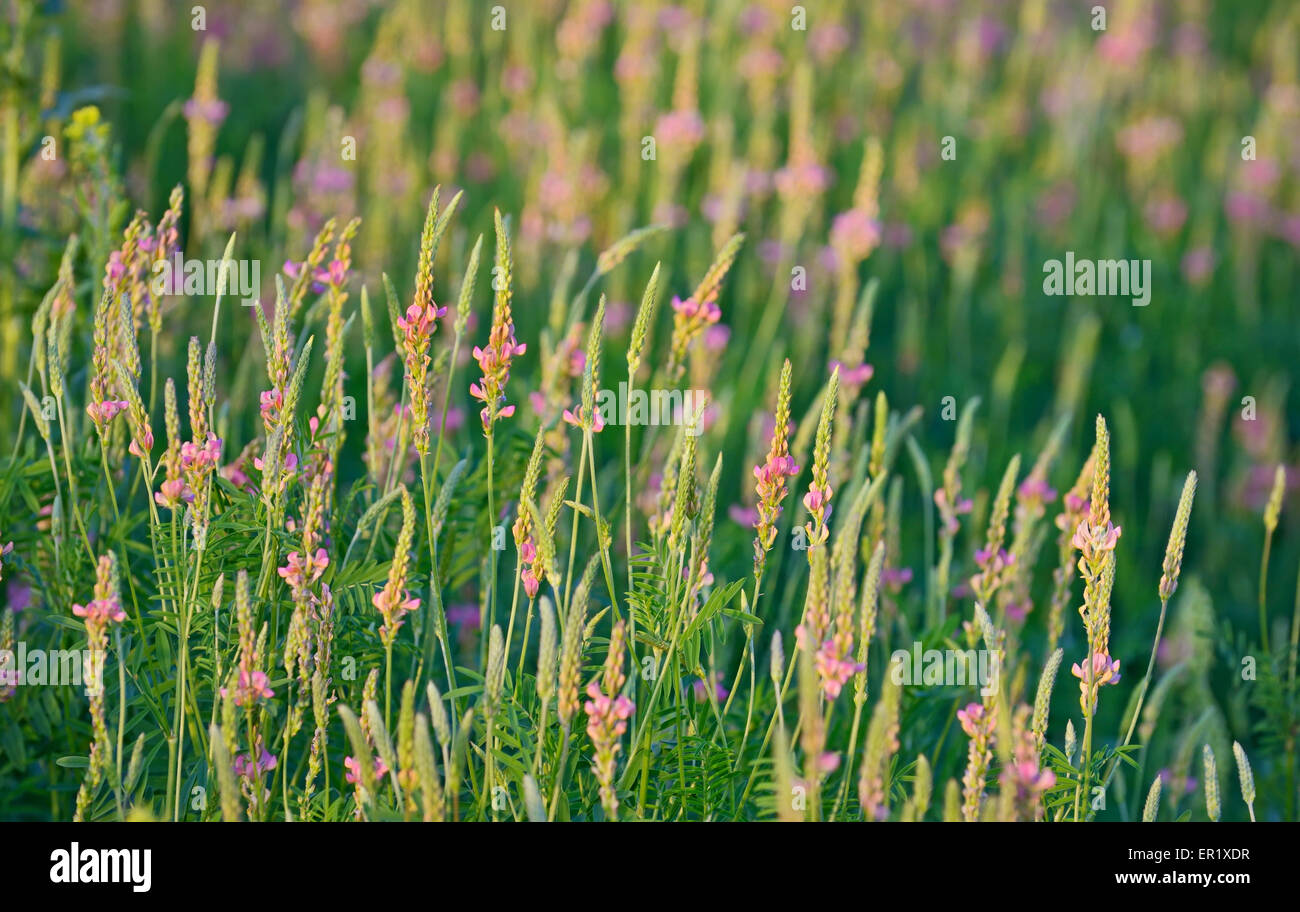 flowering Sainfoin, Onobrychis viciifolia on field Stock Photo