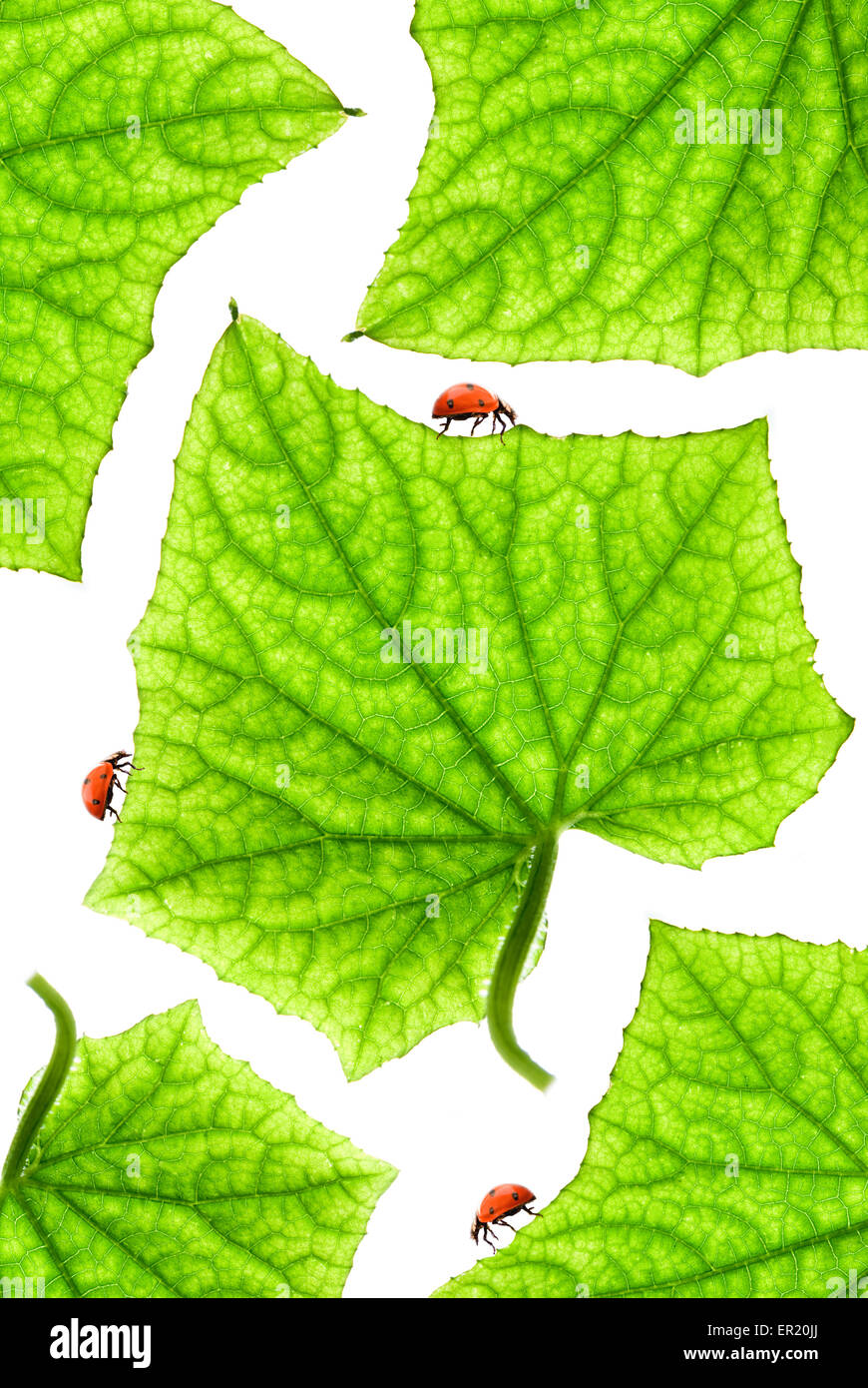 Ladybugs on a green leaves Stock Photo - Alamy