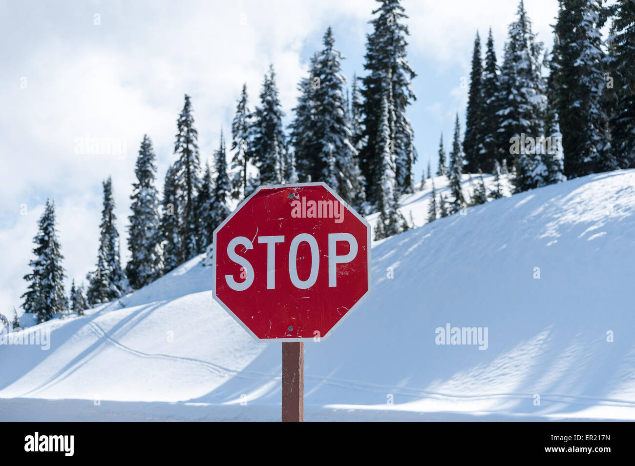 Red stop sign against a snow bank in the mountains with evergreen trees ...