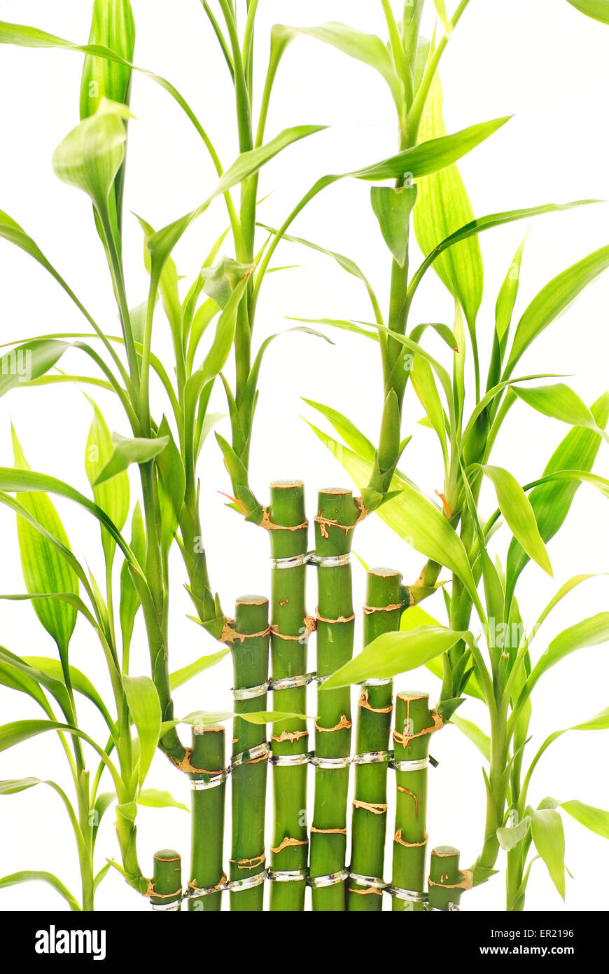 Bamboo leaves isolated on white background Stock Photo Alamy