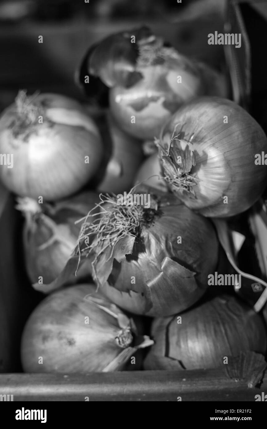 onions in black and white Stock Photo Alamy