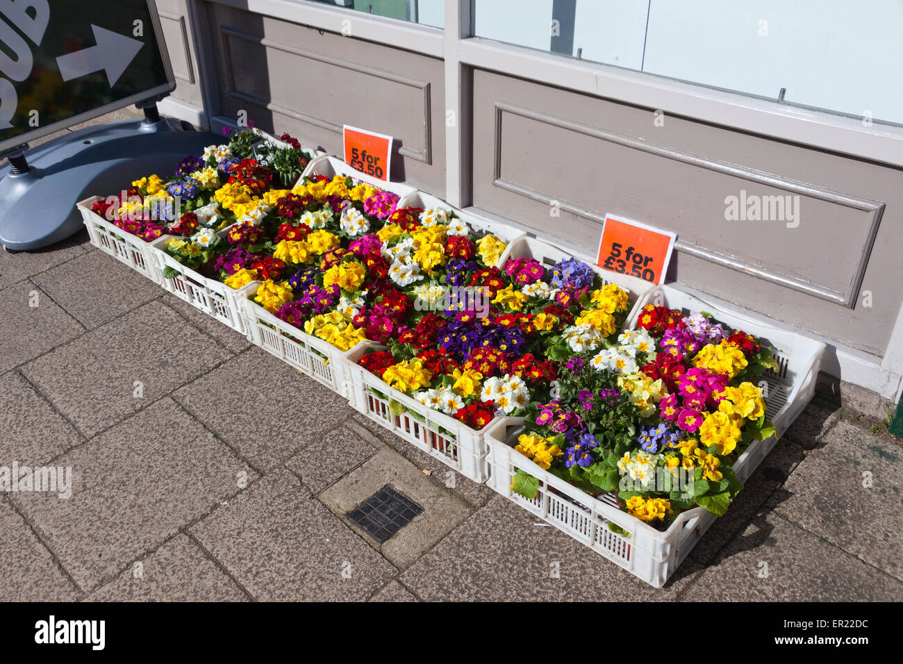 A colourful pavement display of spring bedding plants (polyanthus) in Bridport, Dorset, England