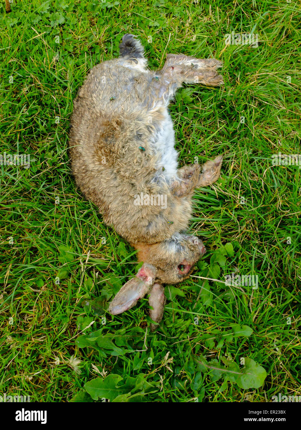 Dead Rabbit Stock Photos & Dead Rabbit Stock Images Alamy