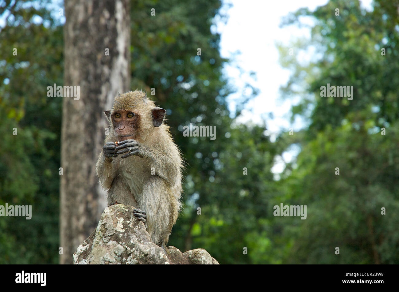 Monkey eating nuts, Angkor Wat, Cambodia Stock Photo Alamy