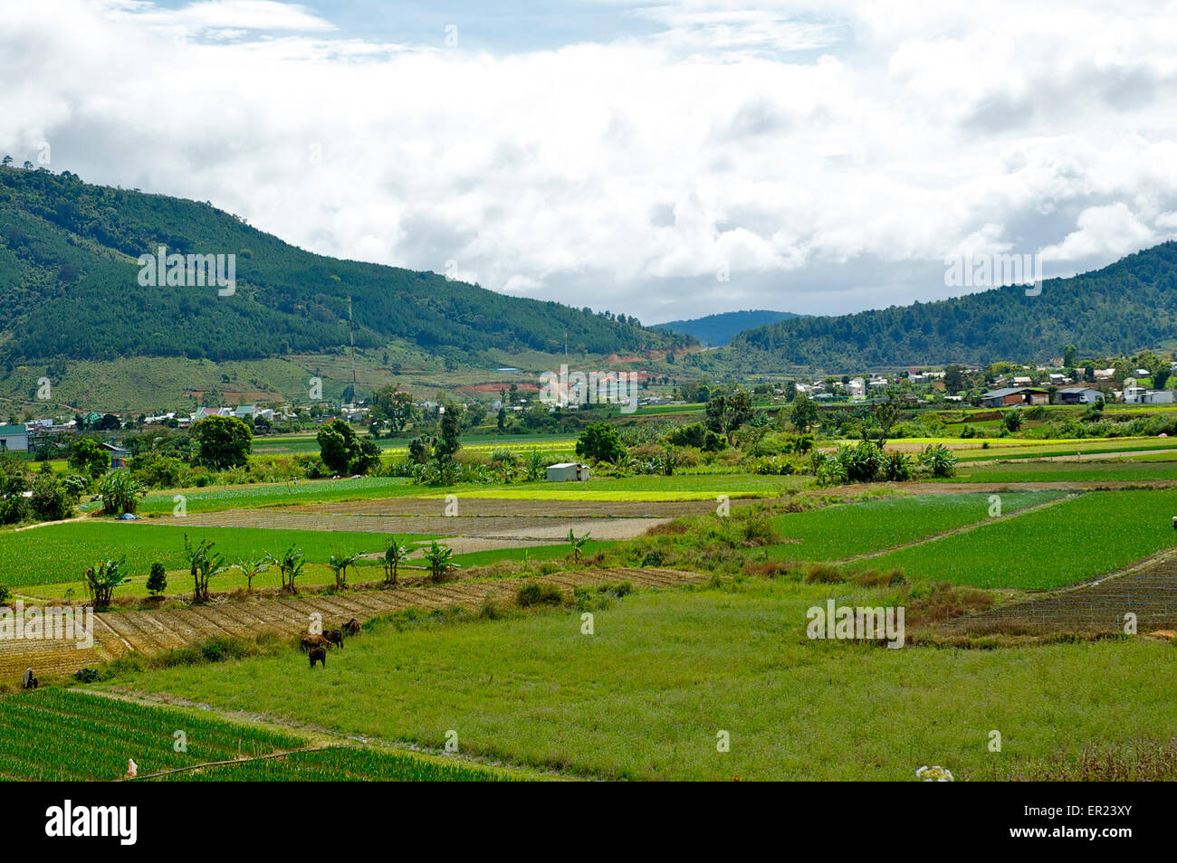Agricultural land near Da Lat in the Vietnamese Central Highlands Stock