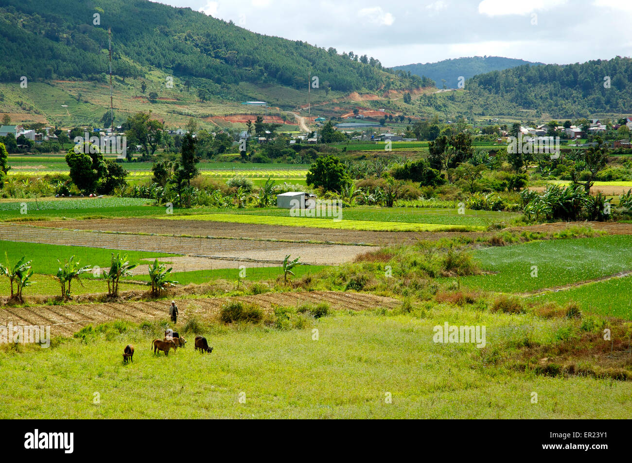 Agricultural land near Da Lat in the Vietnamese Central Highlands Stock