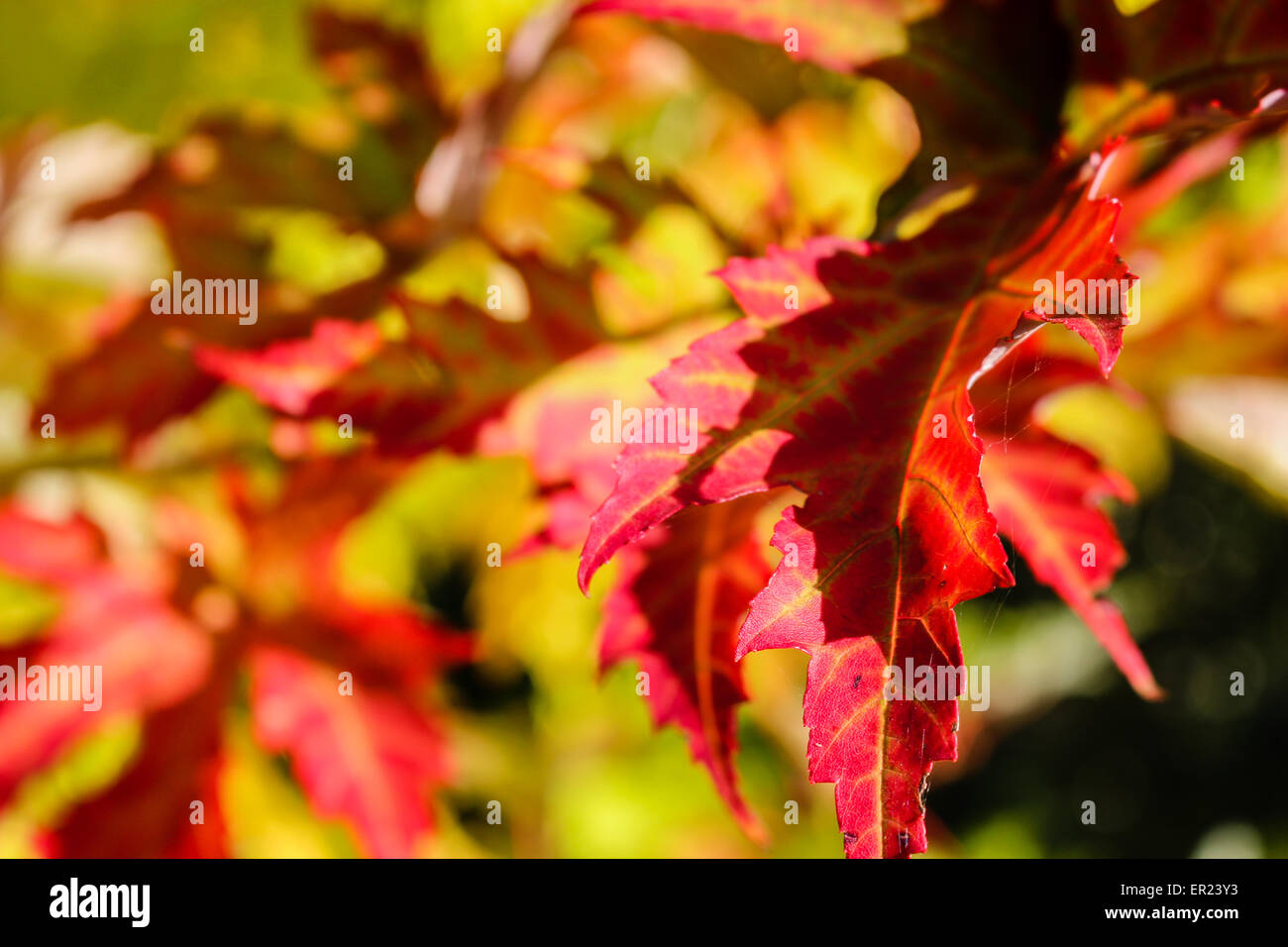 A closeup of a yellow maple leaf among other leaves in Autumn Stock ...