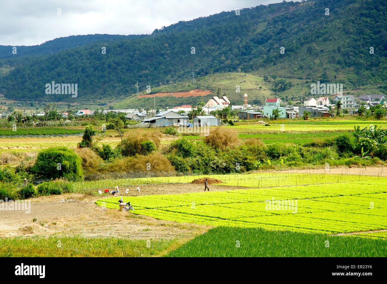 Agricultural land near Da Lat in the Vietnamese Central Highlands Stock