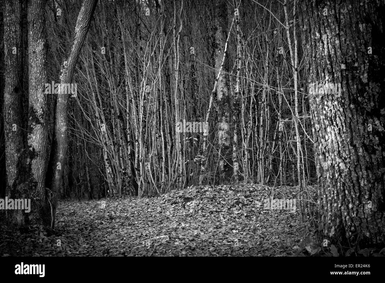 wood forest tree tree woodland black and white Stock Photo