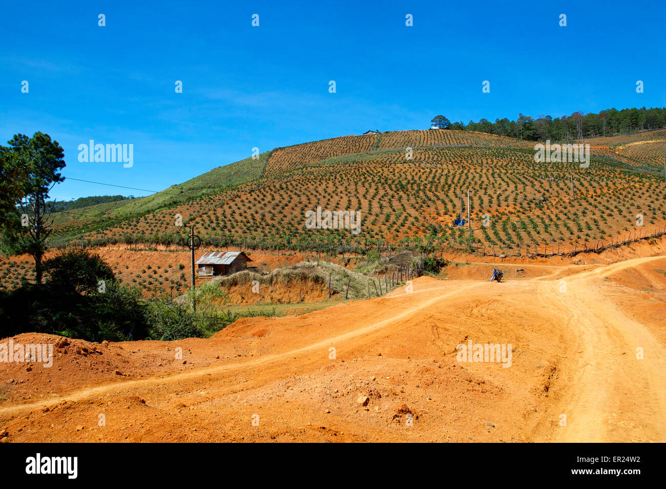 Dirt road through an agricultural landscape of newly planted coffee bushes in the Vietnamese central highlands. Stock Photo