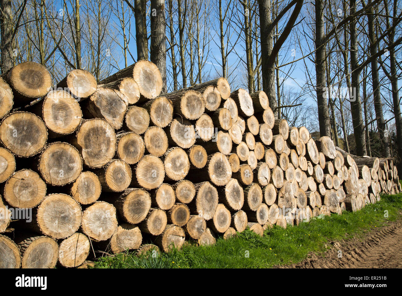 Stacked timber piled up, Sutton, Suffolk, England, UK Stock Photo