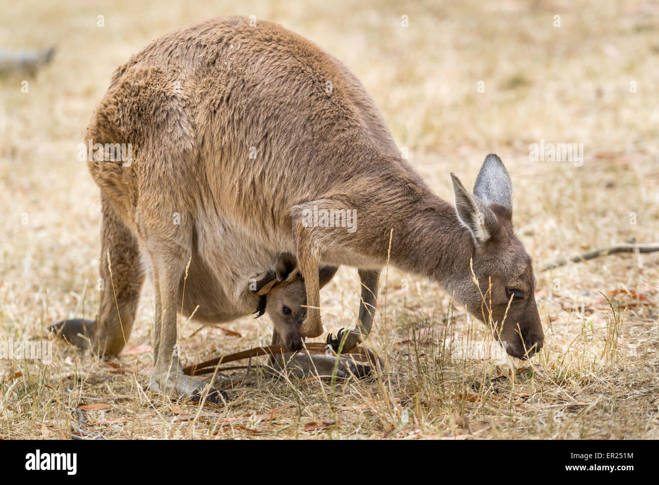 Grey kangaroo (Macropus fuliginosus) in Cleland Wildlofe Park in Australia, SA, Australia Stock Photo