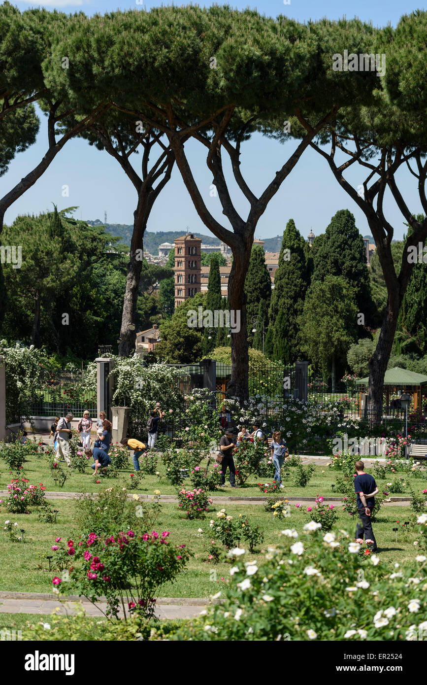 Rome. Italy. The Roseto Comunale di Roma, rose garden on the Aventine