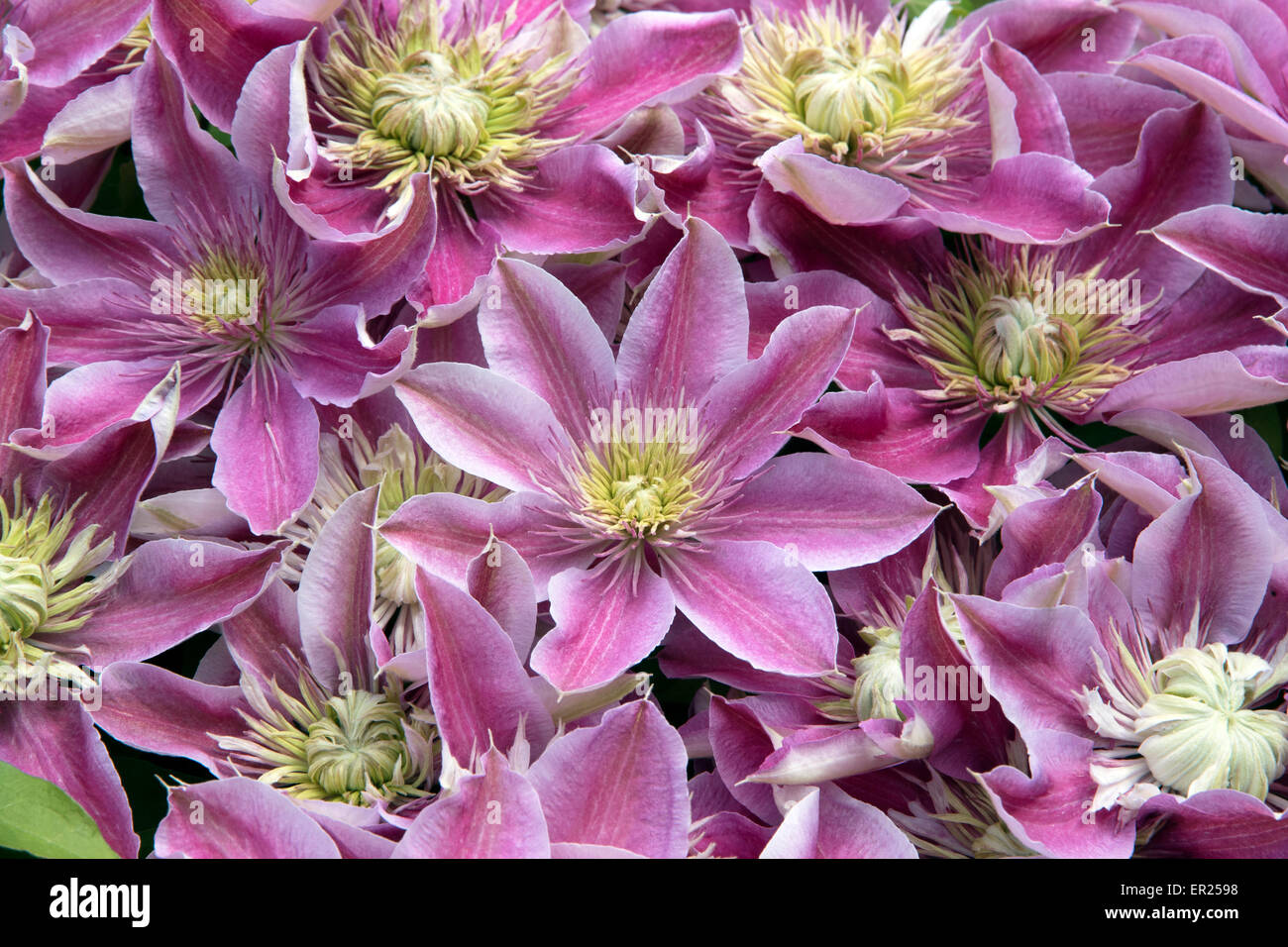 Double Clematis Stock Photos & Double Clematis Stock Images Alamy
