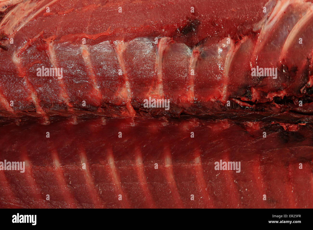 fresh tuna meat Stock Photo