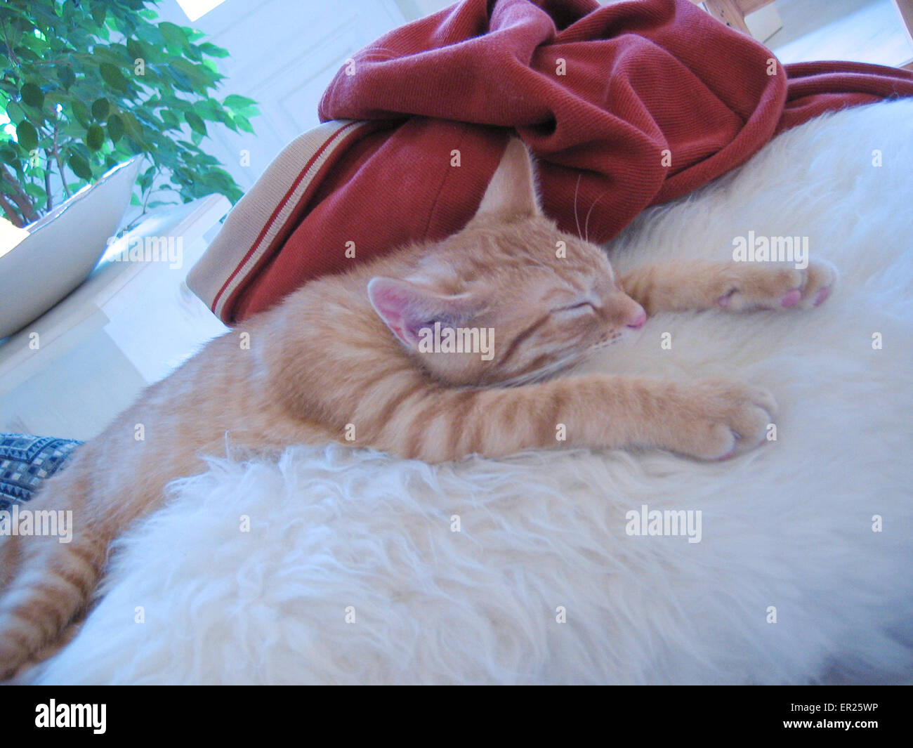 DEU, Germany, young sleeping cat.  DEU, Deutschland, junge schlafende Katze. Stock Photo