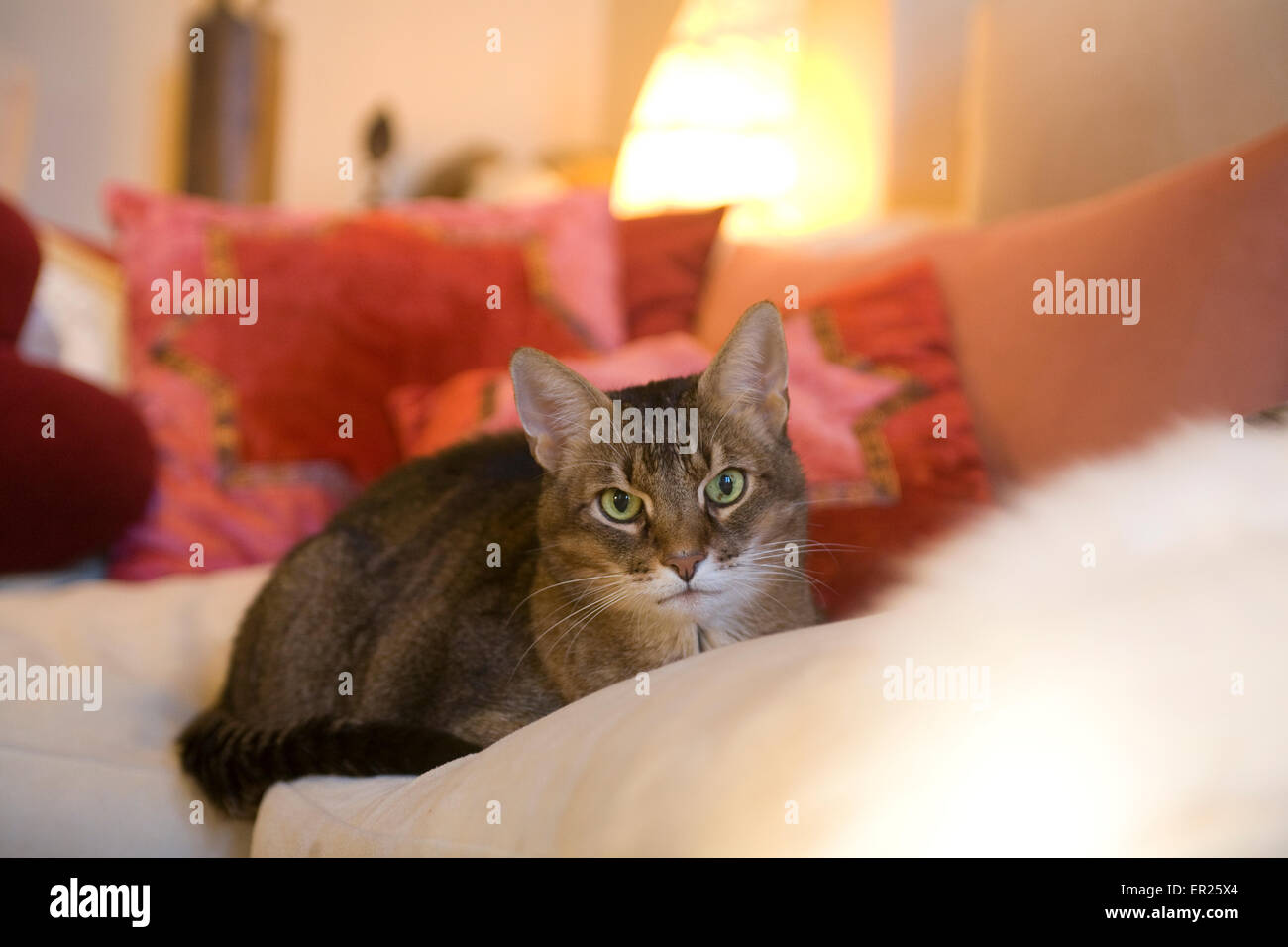 Europe, Germany, cat on a couch.   Europa, Deutschland, Katze auf einem Sofa. Stock Photo
