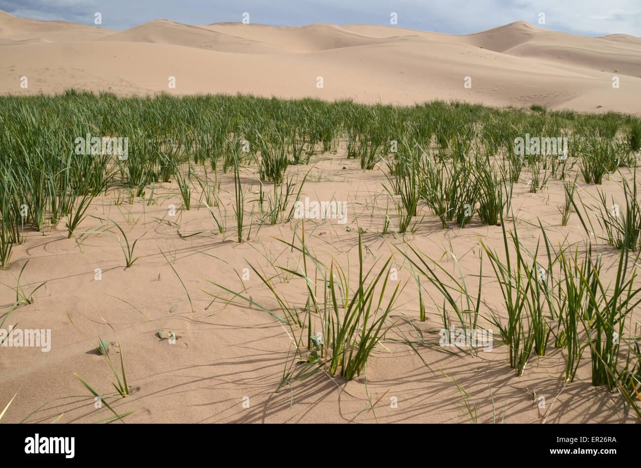 Wealthy grass on the Khongoryn sand dunes in the Gobi desert, Omnogovi province, Mongolia. Stock Photo
