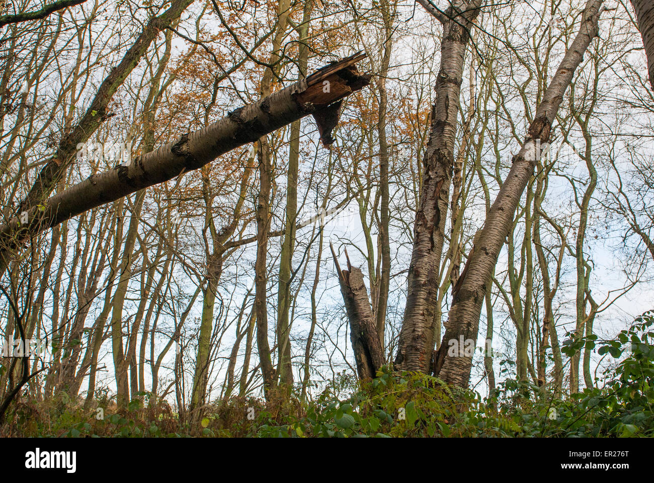 Tree broken by wind Stock Photo - Alamy