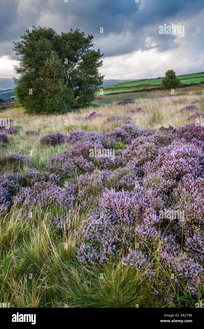 Purple heather flowering on a hillside above the village of Charlesworth in North Derbyshire. Stock Photo