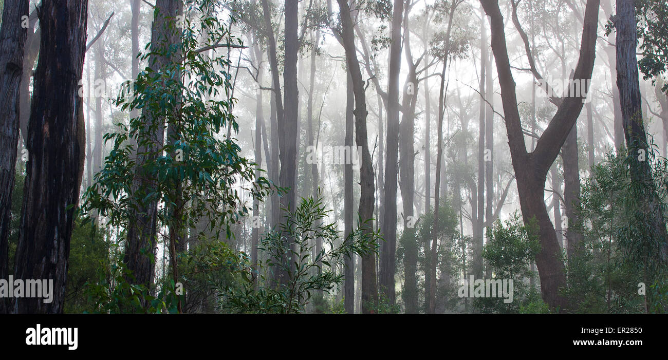 Australian Eucalyptus Rainforest in the morning mist. Stock Photo