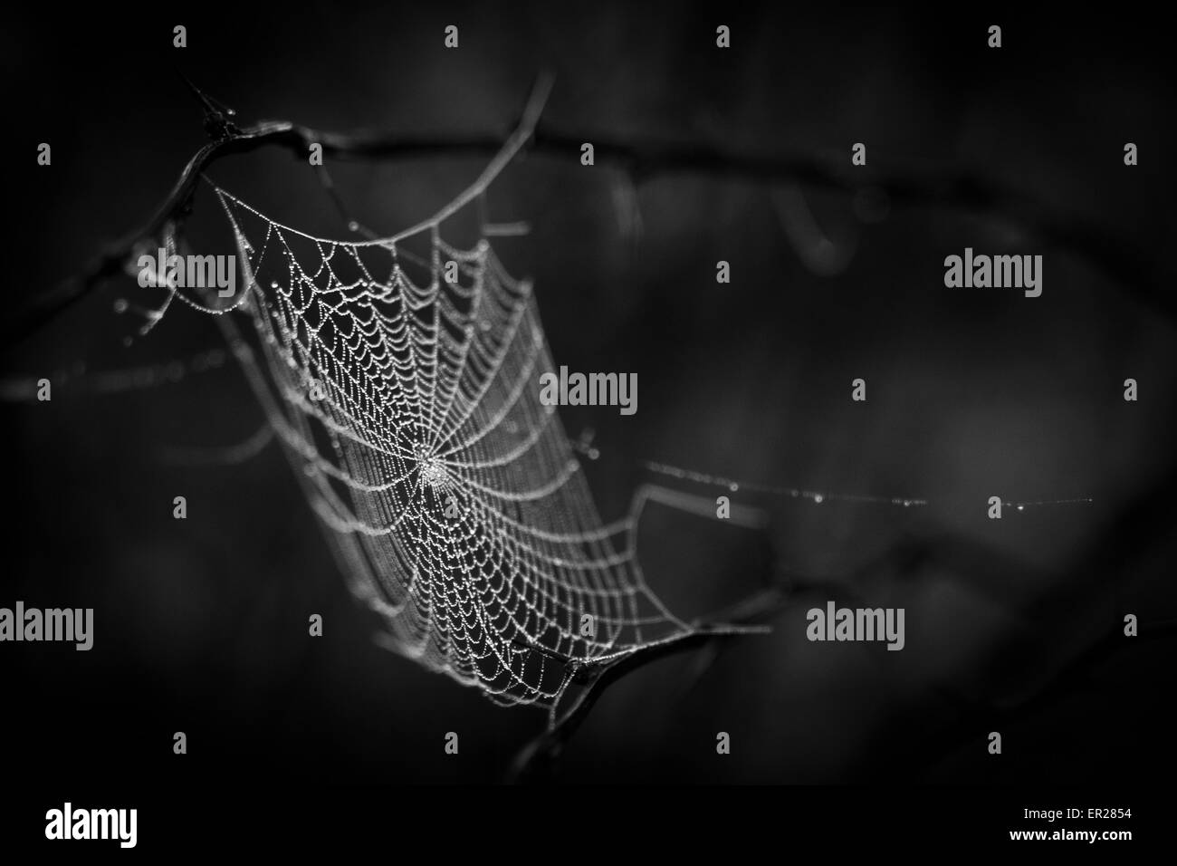 The spider web (cobweb) background Stock Photo