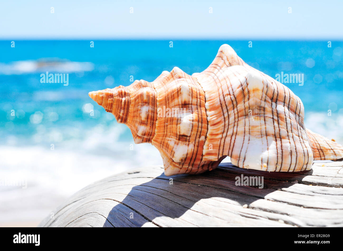 closeup of a conch on an old washed-out tree trunk in the beach, with a bright blue sea in the background Stock Photo