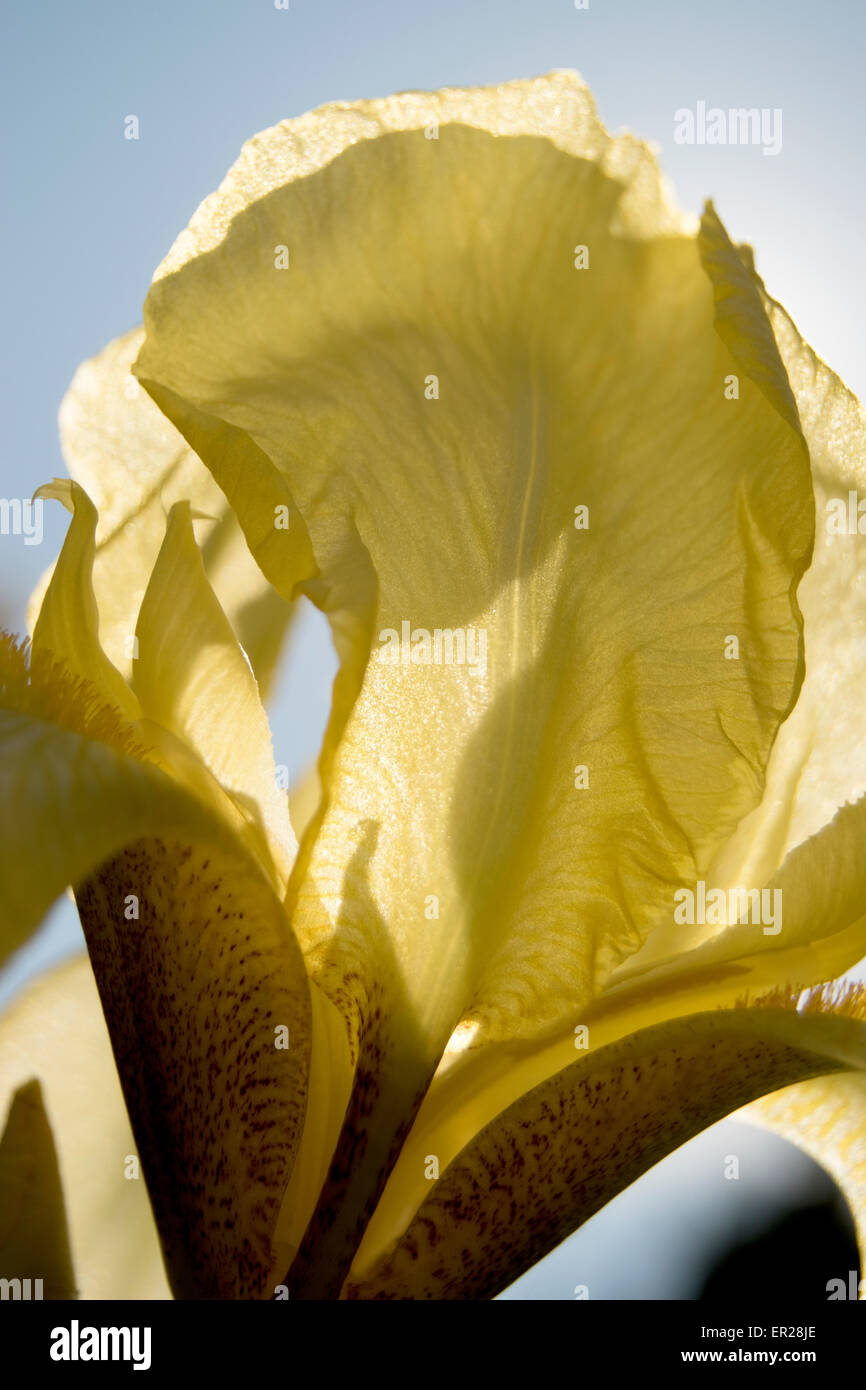 Yellow Iris flowers abstract focus Stock Photo
