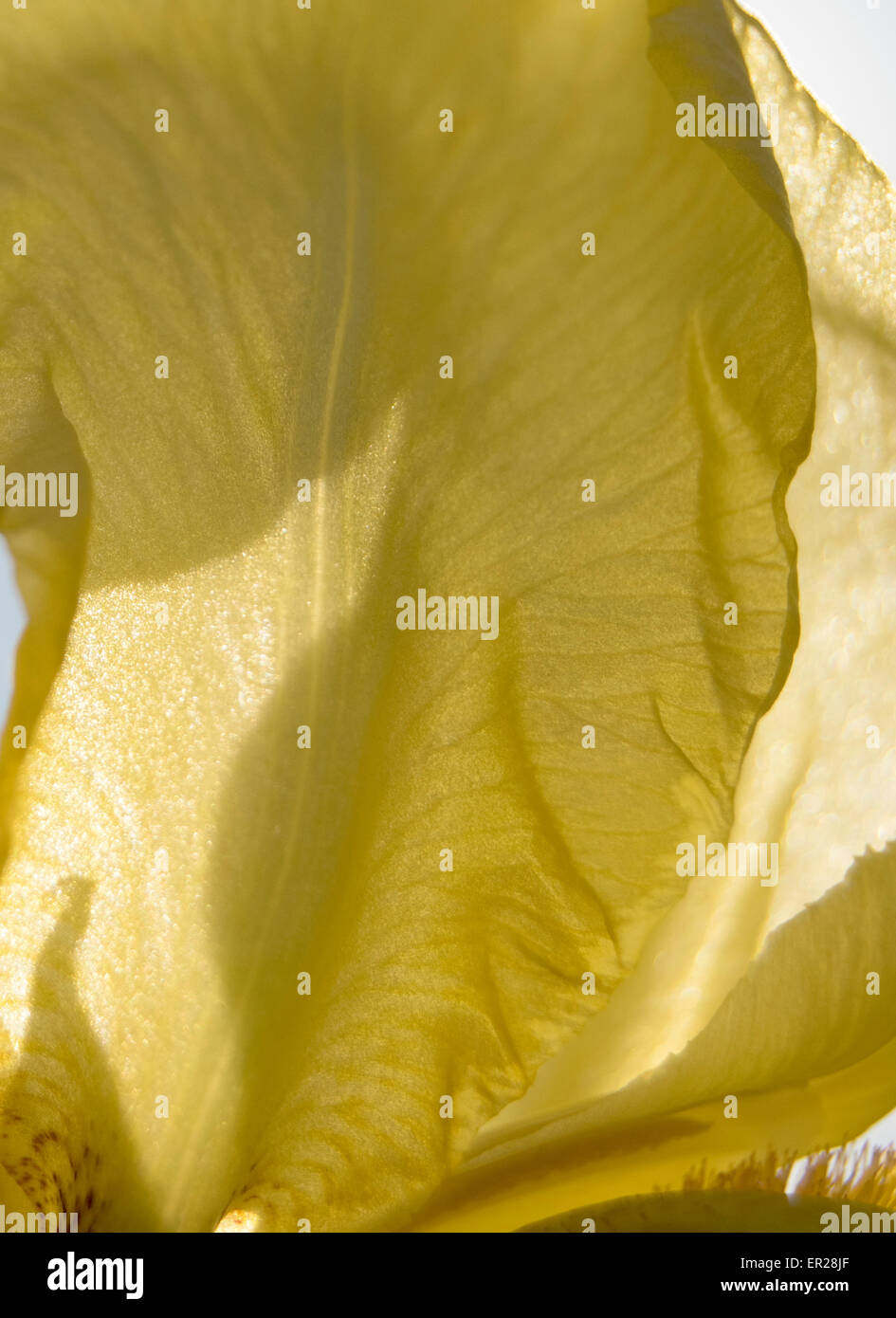 Yellow Iris flowers abstract focus Stock Photo