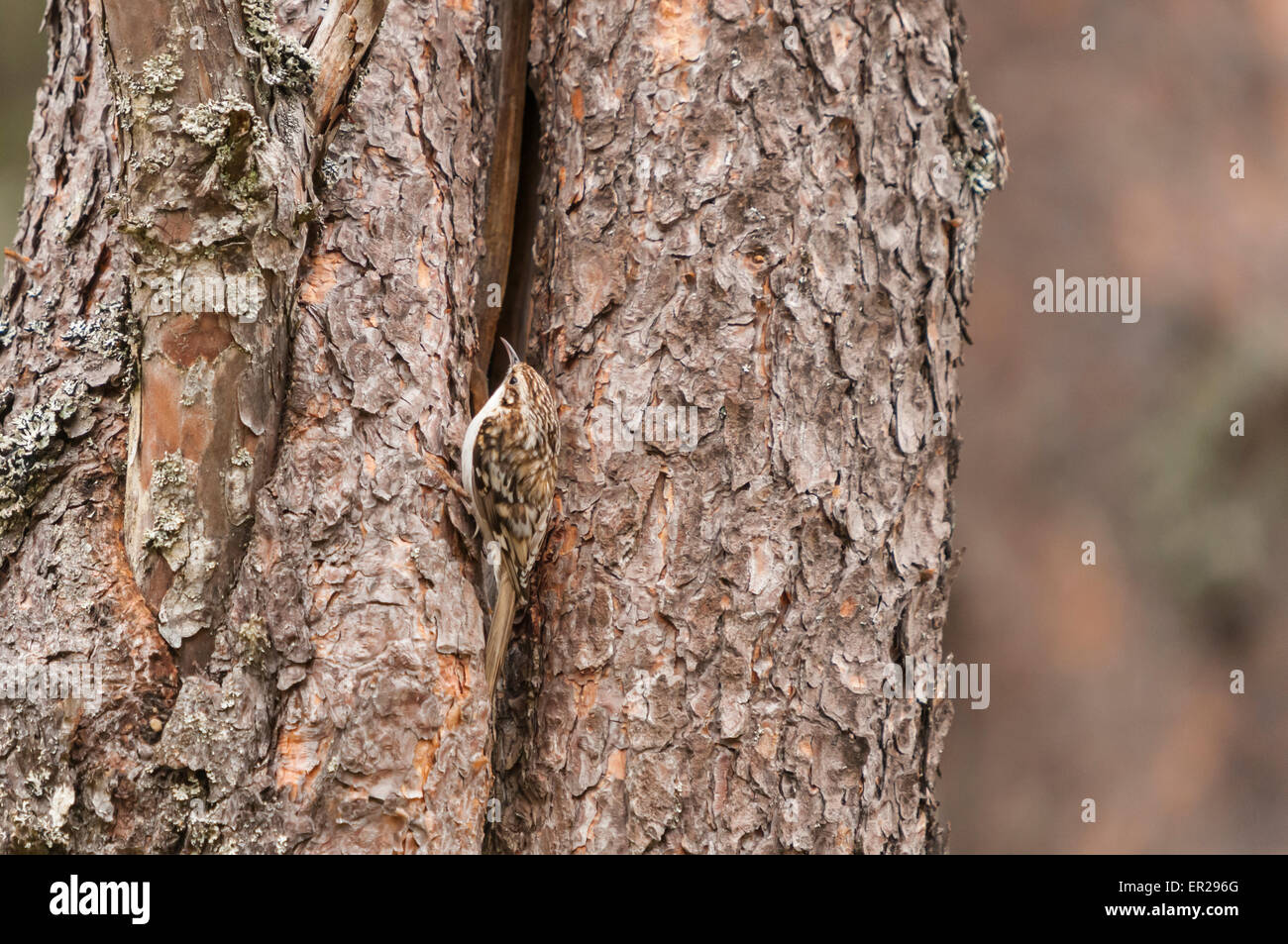 A common or Eurasian Tree Creeper, Certhia familiaris, entering it's nest in a gap in a pine tree bark. Stock Photo