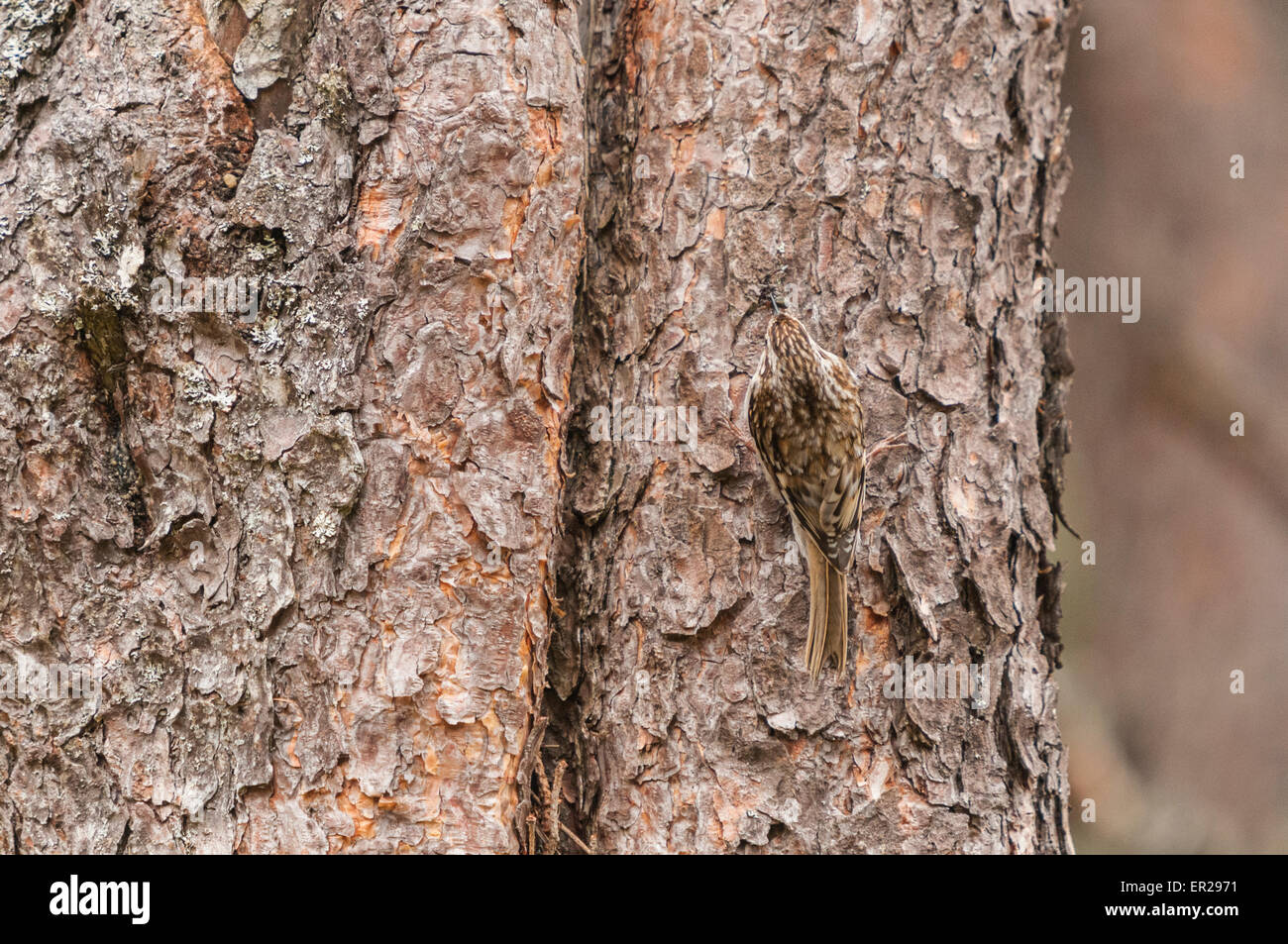 A common or Eurasian Tree Creeper, Certhia familiaris, near it's nest in a gap in a pine tree bark. Stock Photo