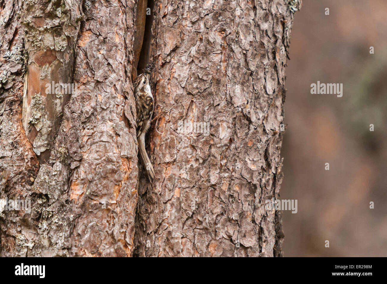 A common or Eurasian Tree Creeper, Certhia familiaris, with a beak full of food near it's nest in a gap in a pine tree bark. Stock Photo