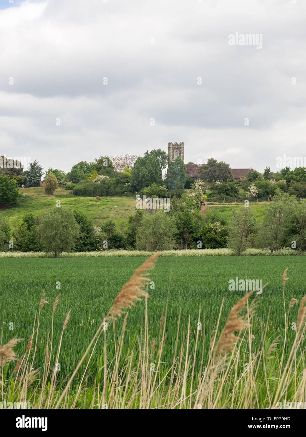 Greenery view Parish of Chadwell St Mary Church of St Mary The Virgin