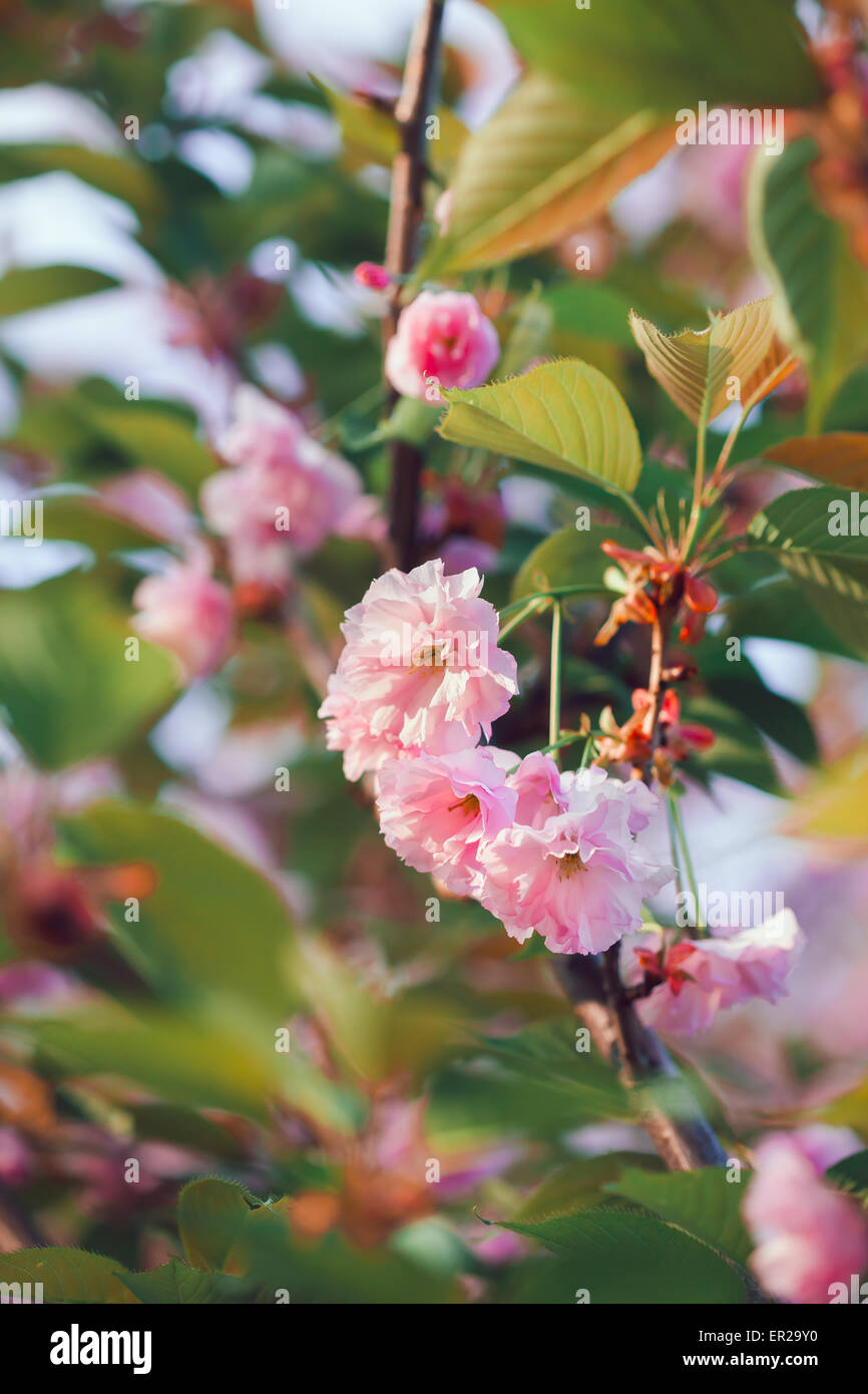 Beautiful pink cherry blossom flower at full bloom. Sakura Stock Photo