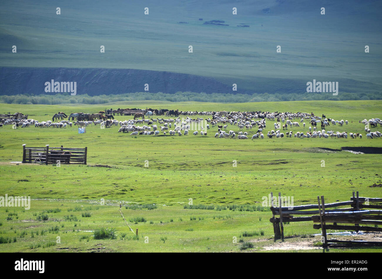 Herd of sheep and goats in a valley in the Arhangay province, Mongolia ...