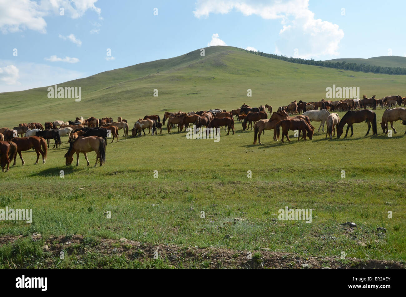 A herd of horses in the Tov province, Mongolia Stock Photo - Alamy