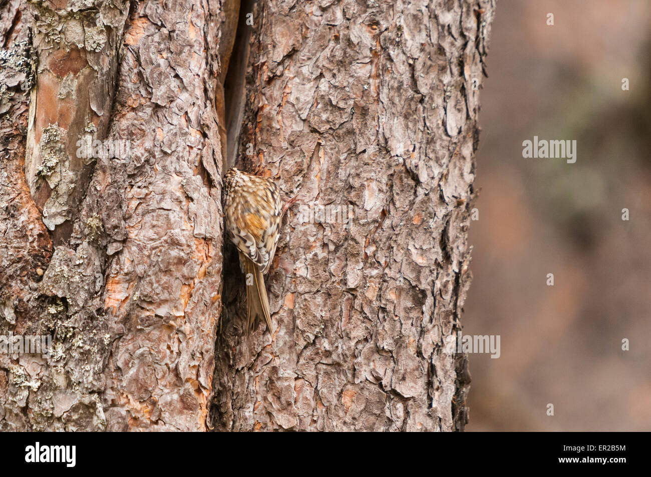 A common or Eurasian Tree Creeper, Certhia familiaris, entering it's nest in a gap in a pine tree bark. Stock Photo