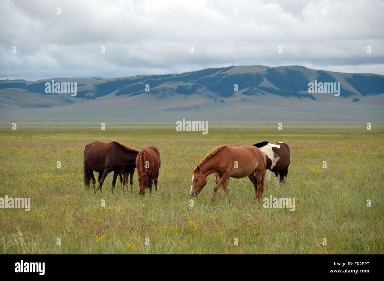 A herd of horses in the steppe in the Arhangay province, central ...