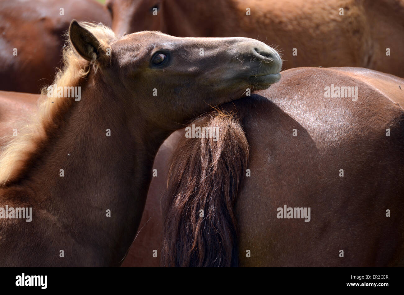 Young horse within a herd in the Tov province, Mongolia Stock Photo - Alamy