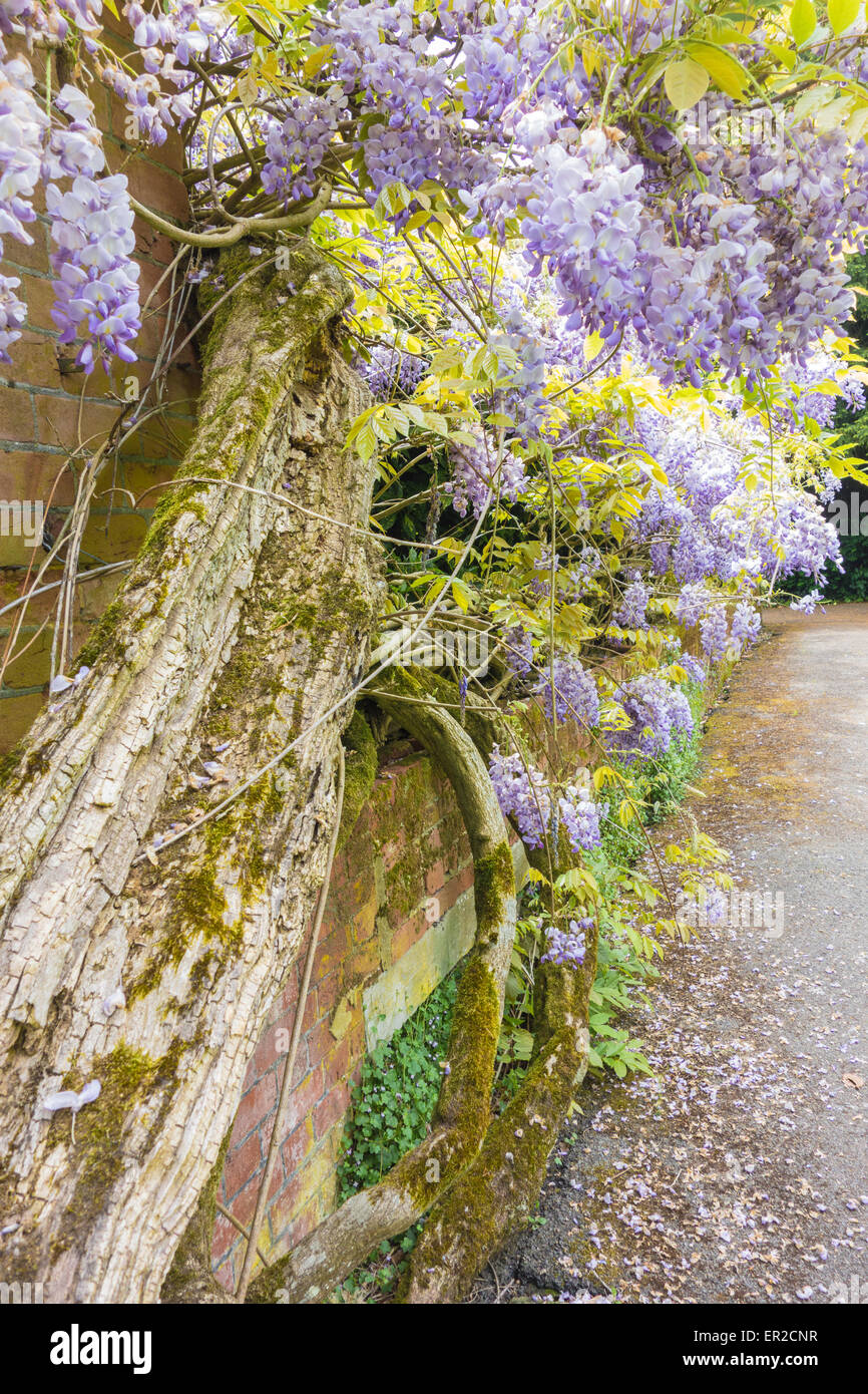 A very old Wisteria Sinensis in flower Stock Photo Alamy