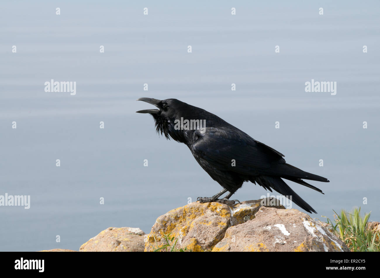 Raven with open mouth hires stock photography and images Alamy