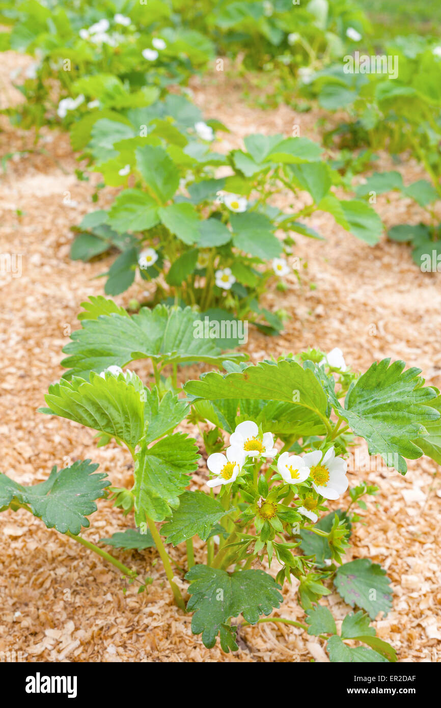 Strawberry cultivation on sawdust, patch in the garden, shallow depth of field. Stock Photo