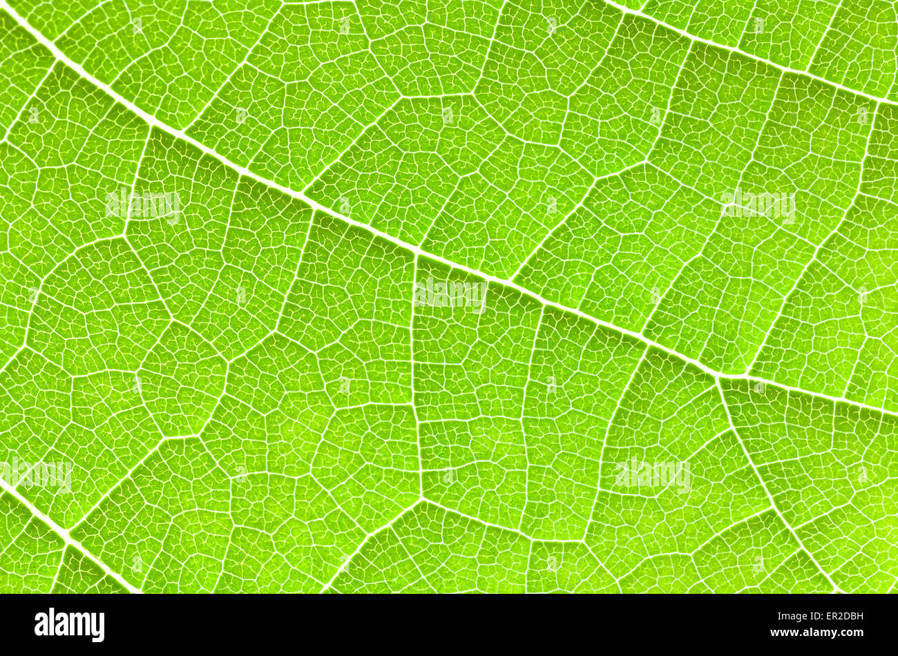 Green leaf close up, abstract texture or background. Stock Photo