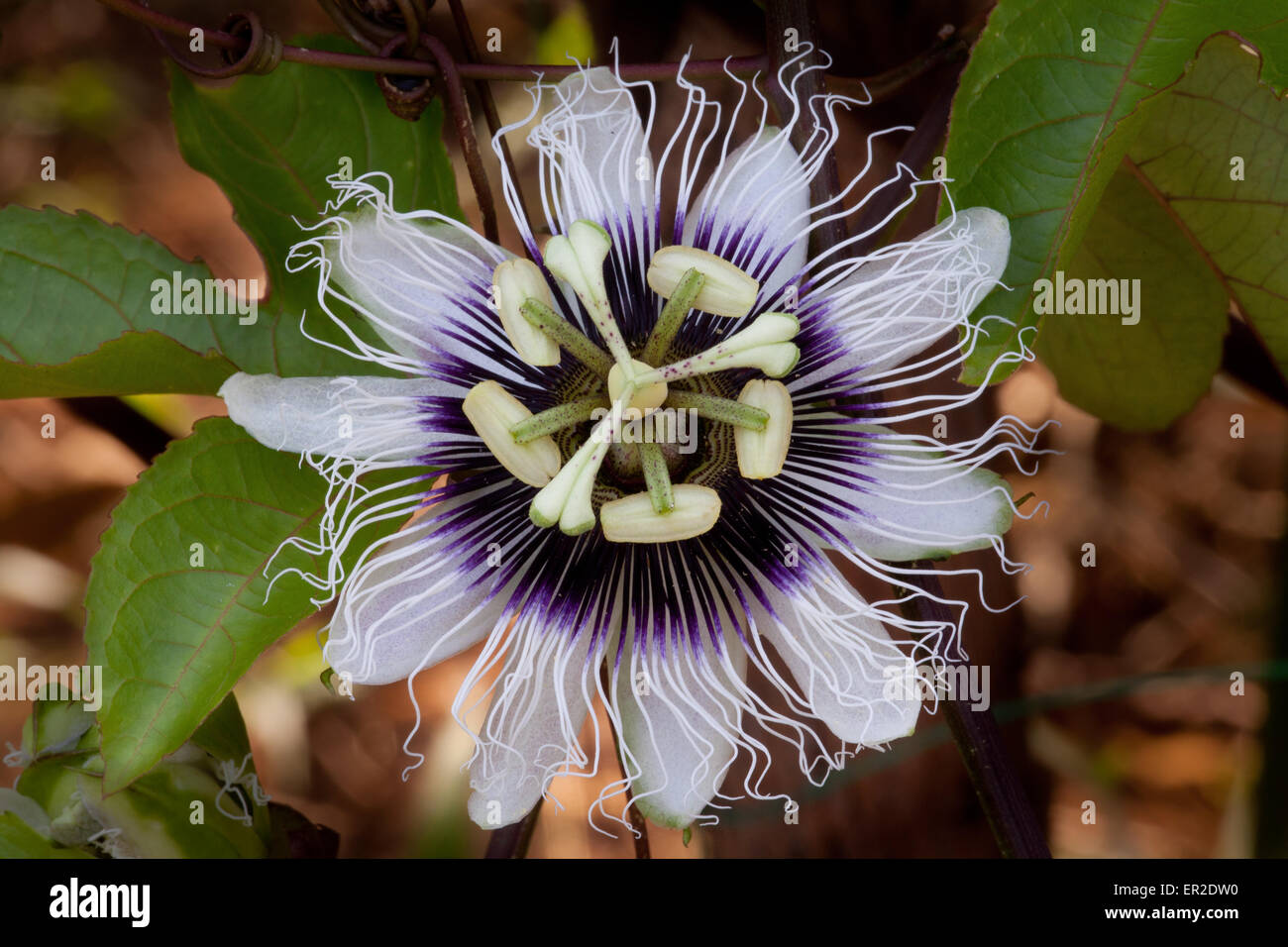 Passion Fruit flower, Republic of Panama Stock Photo Alamy