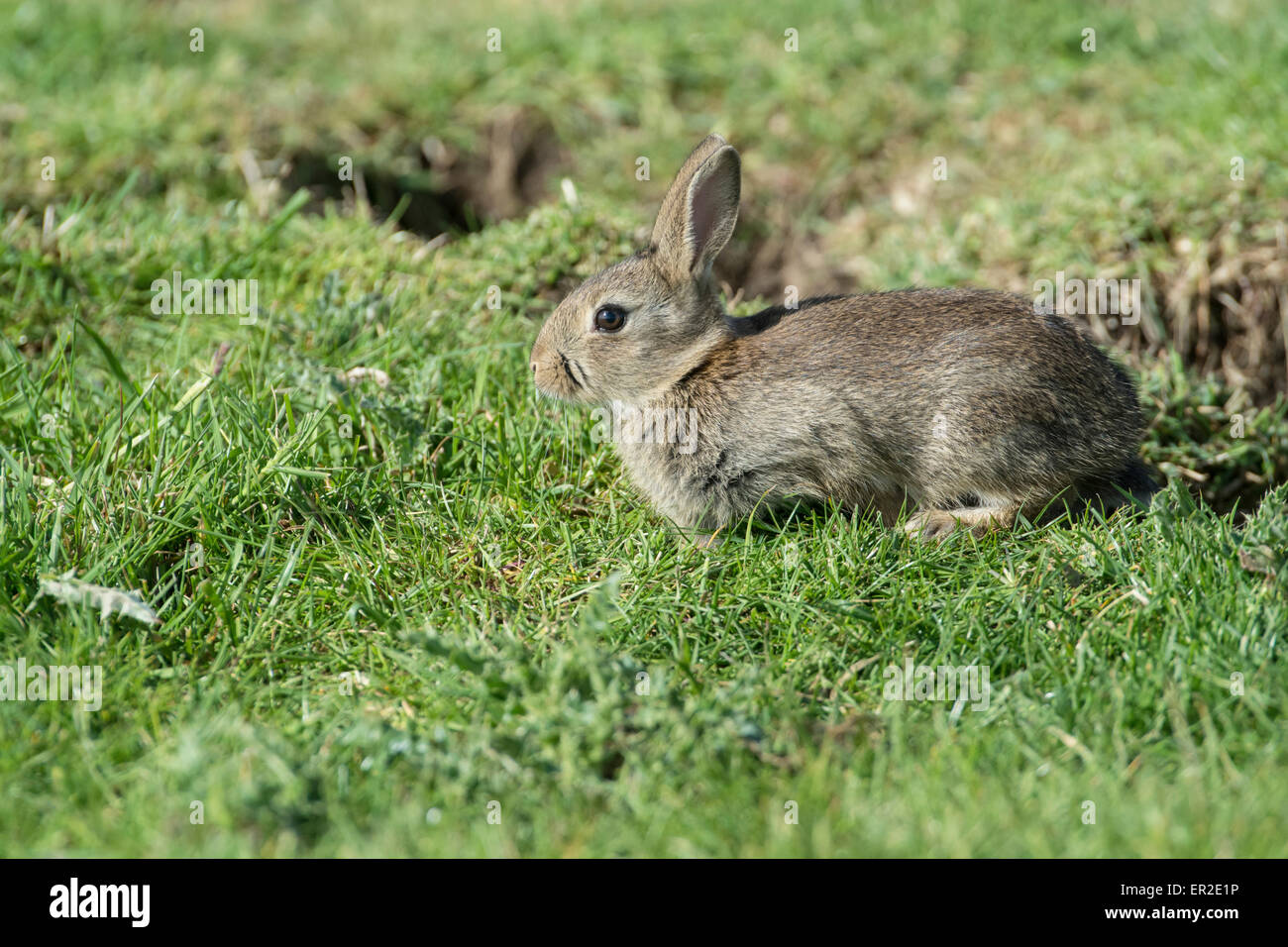 Rabbit (Oryctolagus cuniculus). Young animal at entrance to burrow. Stock Photo